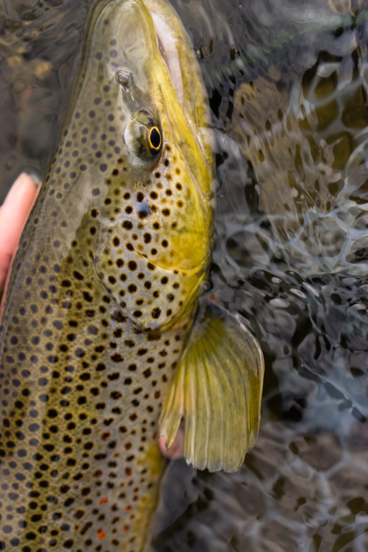 Wet Net Outfitters Montana Fly Fishing Guide Service