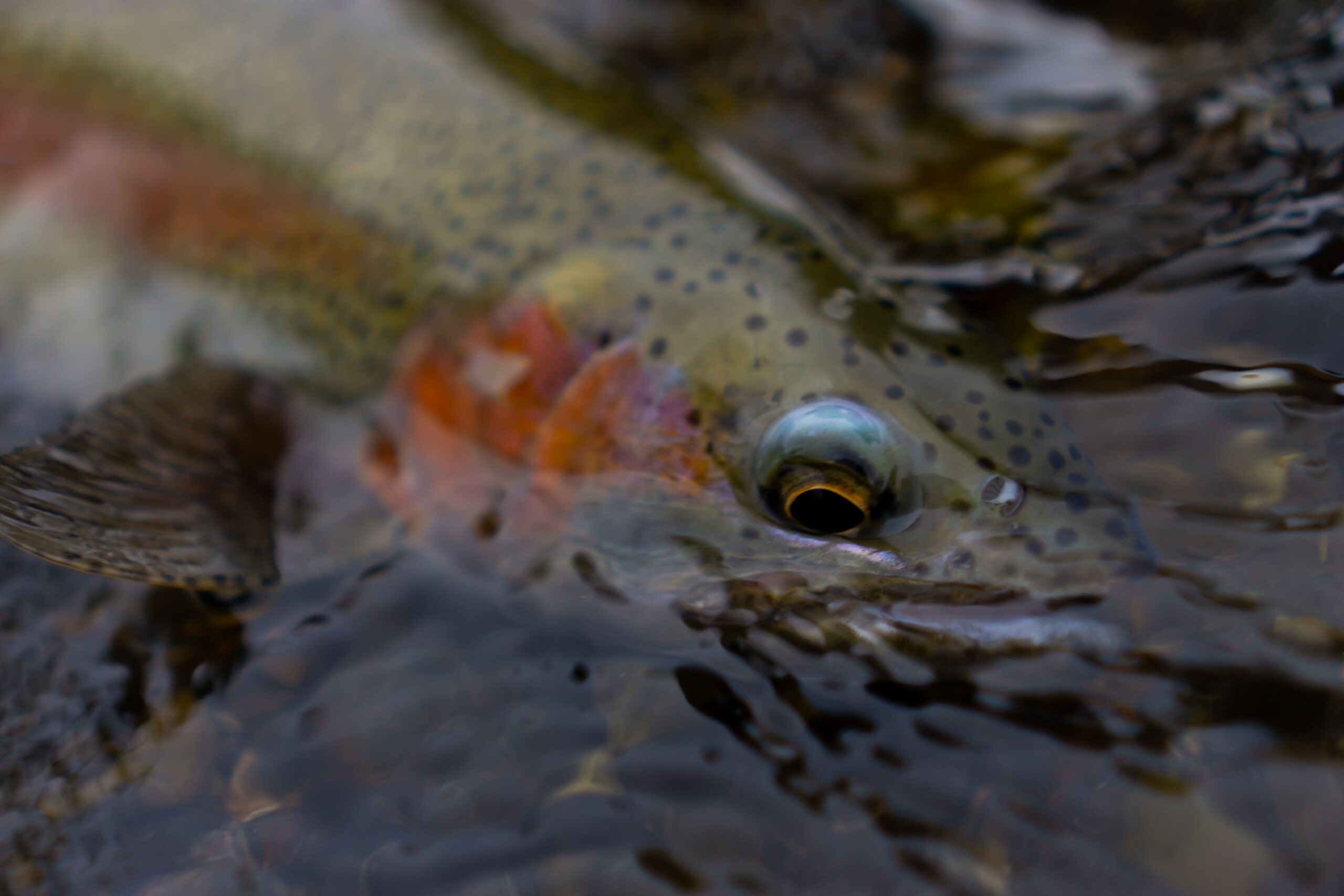 DePuy's Spring Creek Fly Fishing | Montana River Descriptions by Wet Net Outfitters