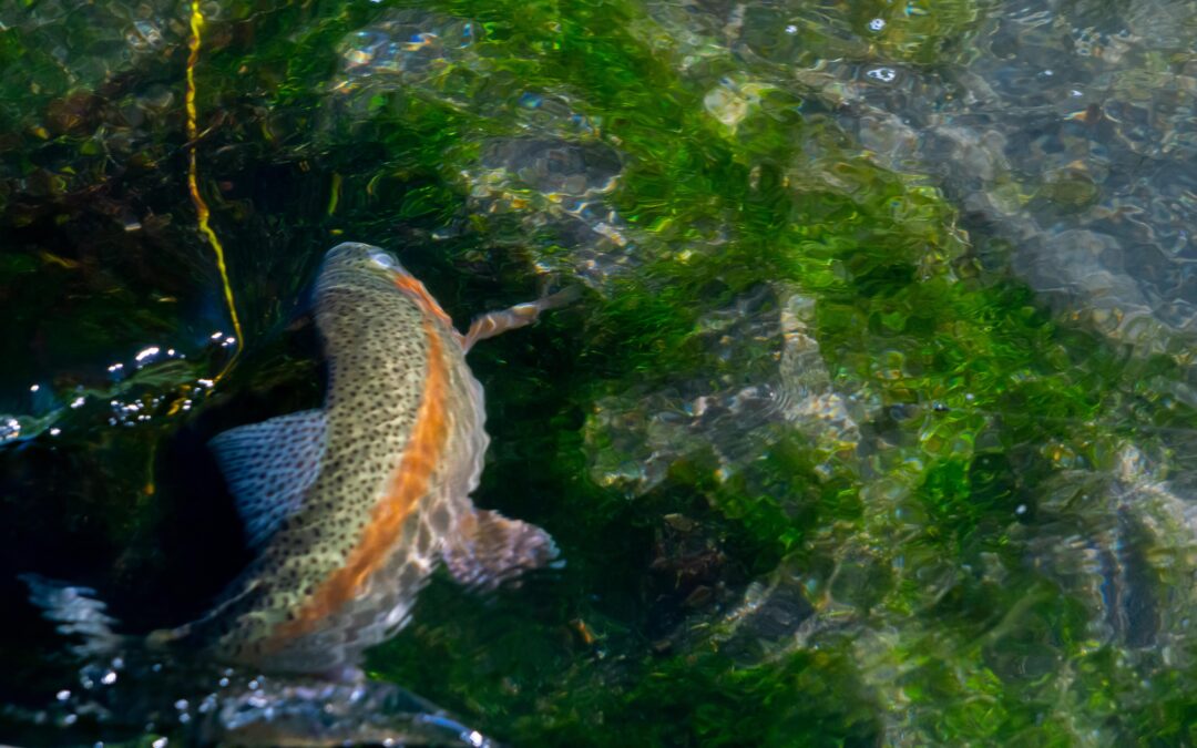 Armstrong's Spring Creek Fly Fishing | Montana Fly Fishing Guides, Wet Net Outfitters