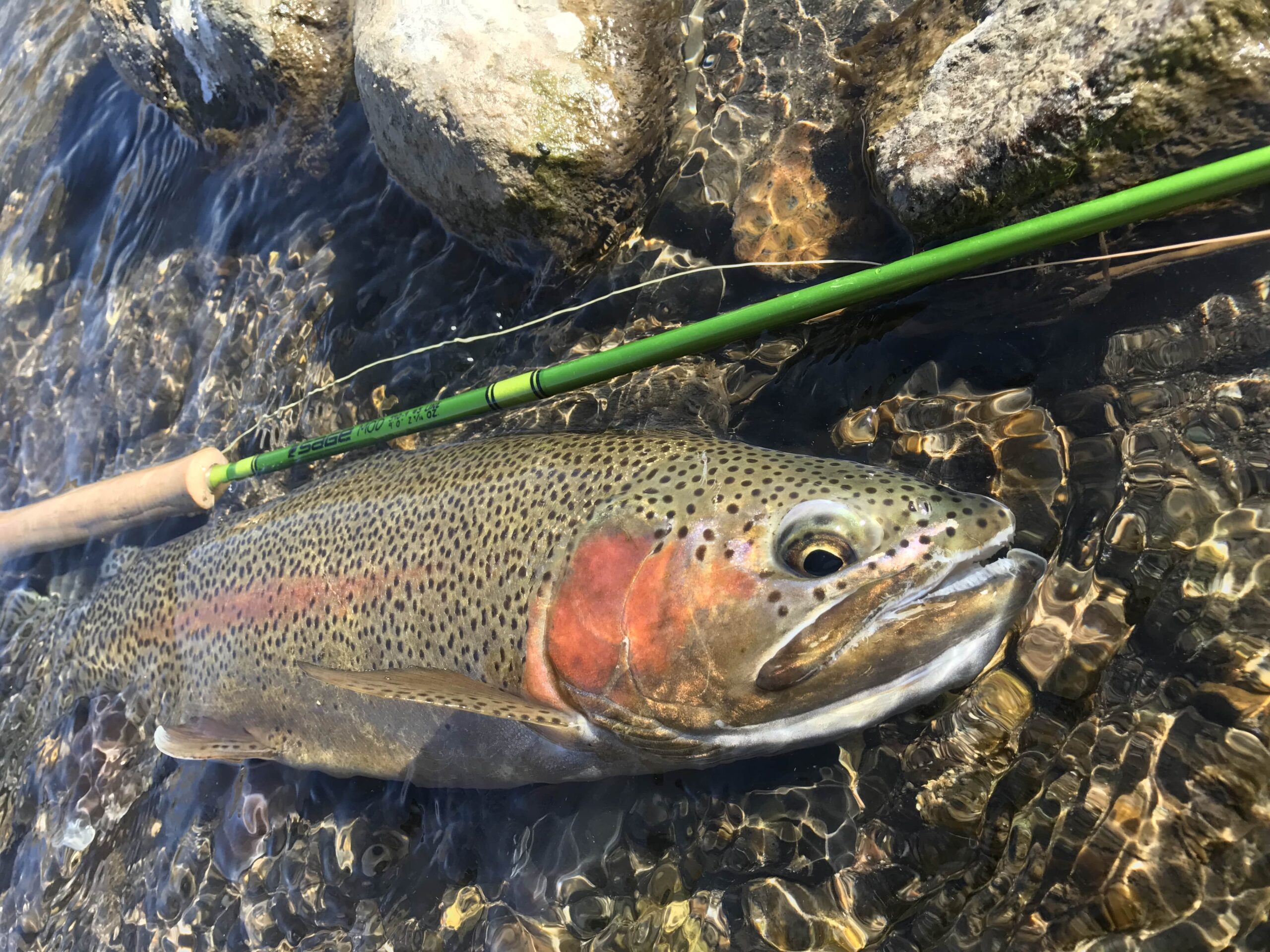 Bighorn River Fly Fishing | Montana River Descriptions by Wet Net Outfitters