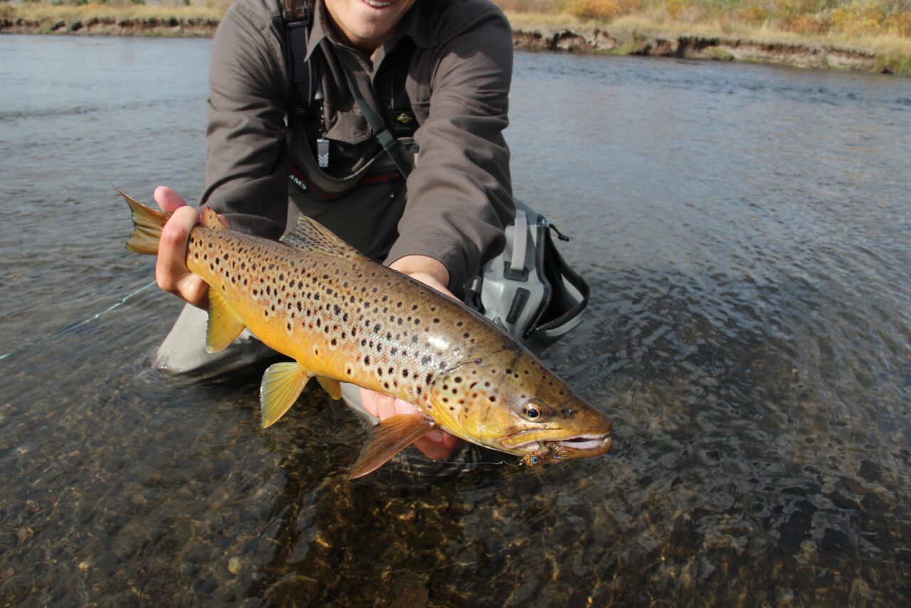 Best Time To Fly Fish In Montana | Monthly Breakdown