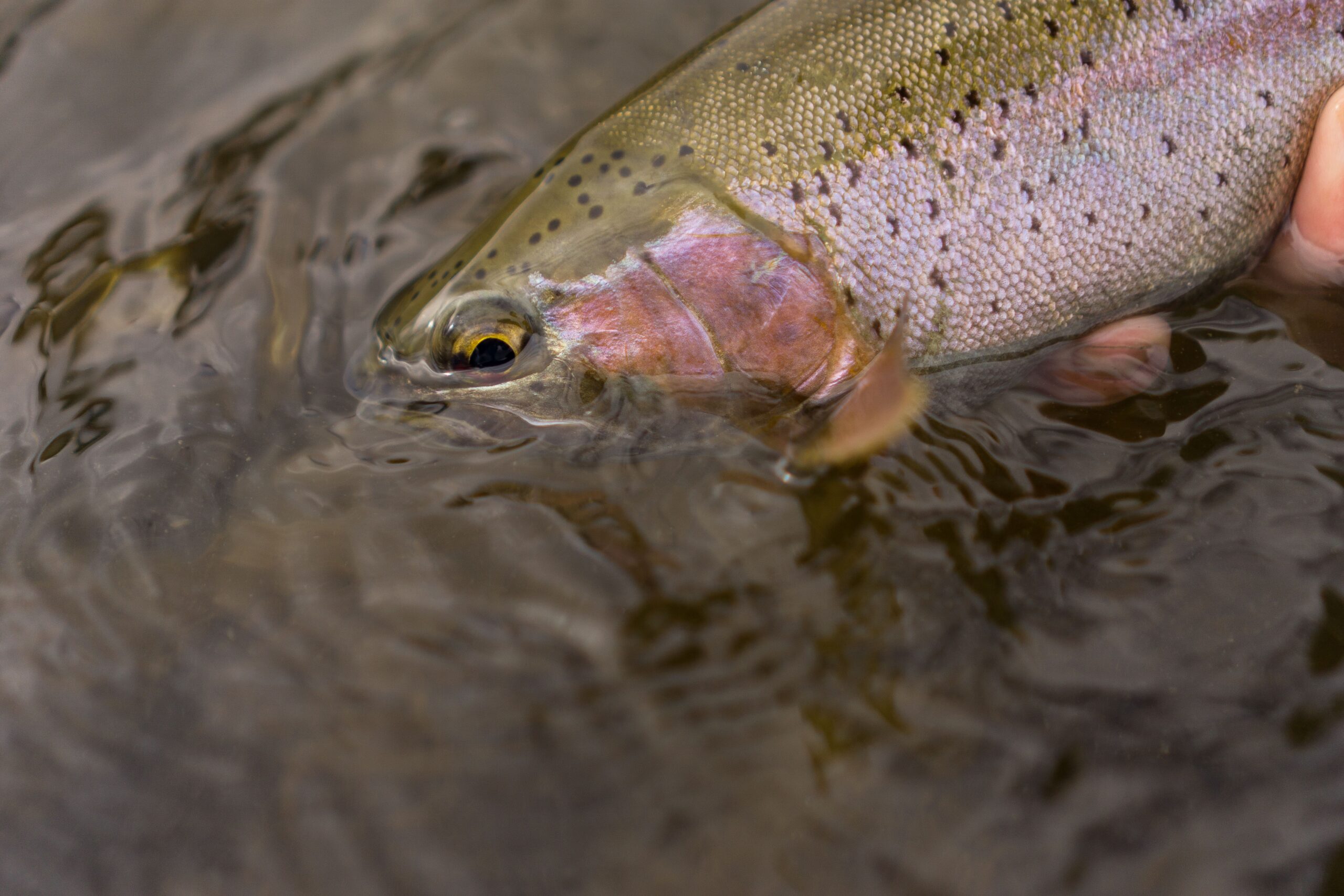 Madison River Rainbow Trout | Montana Fly Fishing Guides, Wet Net Outfitters