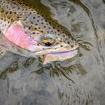 Rainbow Trout Elk Hair Caddis | Montana Fly Fishing Guides