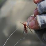 Summer Hopper Fishing In Montana | Dry Fly Fishing Montana
