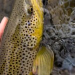 Montana Fly Fishing Guides | Wet Net Outfitters