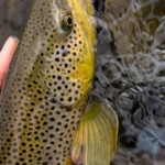 Montana Fly Fishing Guides | Wet Net Outfitters