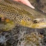 Montana Brown Trout | Wet Net Outfitters