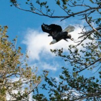 Missouri River Fly Fishing | Montana River Descriptions, Wet Net Outfitters