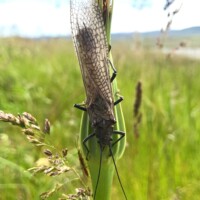 Madison River Fly Fishing | Montana River Descriptions by Wet Net Outfitters