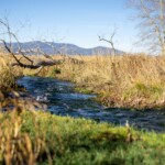 Montana Spring Creeks Fly Fishing | Armstrong's & Depuy's