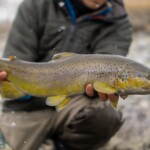 Fall Streamer Fishing In Montana