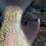 DePuy's Spring Creek Fly Fishing | Montana River Descriptions by Wet Net Outfitters