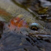 DePuy's Spring Creek Fly Fishing | Montana River Descriptions by Wet Net Outfitters