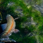Armstrong's Spring Creek Fly Fishing | Montana Fly Fishing Guides, Wet Net Outfitters