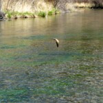 Spring Creek Fly Fishing Montana | Trout Jumping
