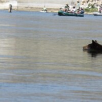 Bighorn River Fly Fishing | Montana River Descriptions, Wet Net Outfitters