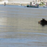 Bighorn River Fly Fishing | Montana River Descriptions, Wet Net Outfitters