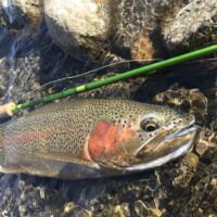 Armstrong's Spring Creek Fly Fishing | Montana Fly Fishing Guides, Wet Net Outfitters