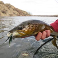 Bighorn River Fly Fishing | Montana River Descriptions, Wet Net Outfitters