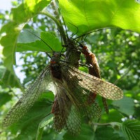 Stillwater River Fly Fishing | Montana River Descriptions by Wet Net Outfitters