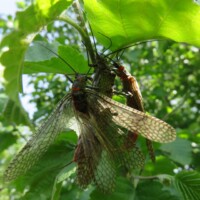Stillwater River Fly Fishing | Montana River Descriptions by Wet Net Outfitters