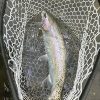 Bighorn River Fly Fishing | Montana River Descriptions, Wet Net Outfitters