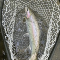 Bighorn River Fly Fishing | Montana River Descriptions, Wet Net Outfitters