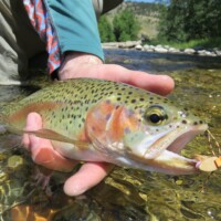 Stillwater River Fly Fishing | Montana River Descriptions by Wet Net Outfitters