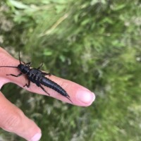 Madison River Fly Fishing | Montana River Descriptions by Wet Net Outfitters