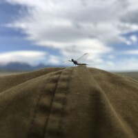 Madison River Fly Fishing | Montana River Descriptions by Wet Net Outfitters