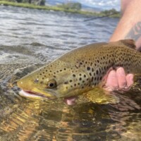 Madison River Fly Fishing | Montana River Descriptions by Wet Net Outfitters