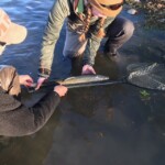 Bighorn River Brown Trout | Montana Fly Fishing Guides