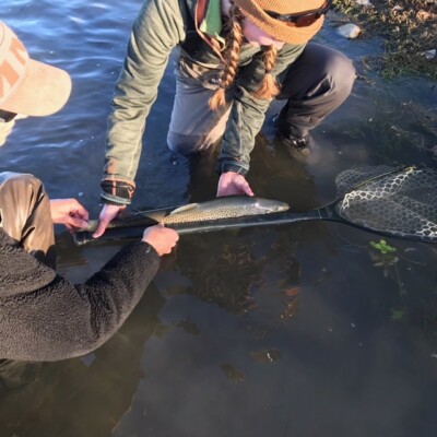 Bighorn River Brown Trout | Montana Fly Fishing Guides