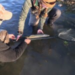 Bighorn River Brown Trout | Montana Fly Fishing Guides