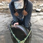 Bighorn River Rainbow Trout | Montana Fly Fishing Guides