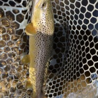 Boulder River Fly Fishing | Montana River Descriptions by Wet Net Outfitters