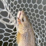 Yellowstone River Fly Fishing | Montana River Descriptions by Wet Net Outfitters