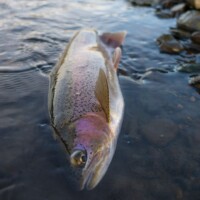 DePuy's Spring Creek Fly Fishing | Montana River Descriptions by Wet Net Outfitters