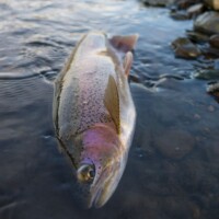 DePuy's Spring Creek Fly Fishing | Montana River Descriptions by Wet Net Outfitters